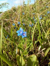 Fotografia da espécie Glandora prostrata subesp. lusitanica