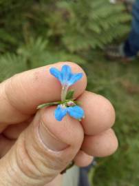 Fotografia da espécie Glandora prostrata subesp. lusitanica