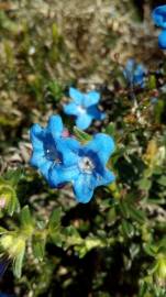 Fotografia da espécie Glandora prostrata subesp. lusitanica