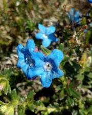 Fotografia da espécie Glandora prostrata