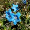 Fotografia 1 da espécie Glandora prostrata subesp. lusitanica do Jardim Botânico UTAD