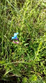 Fotografia da espécie Glandora prostrata subesp. lusitanica