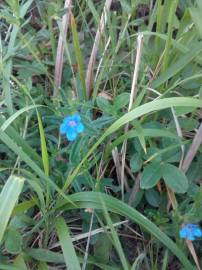 Fotografia da espécie Glandora prostrata subesp. lusitanica