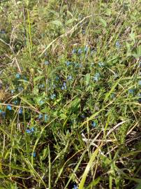 Fotografia da espécie Glandora prostrata subesp. lusitanica