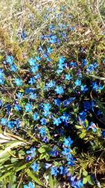 Fotografia da espécie Glandora prostrata subesp. lusitanica