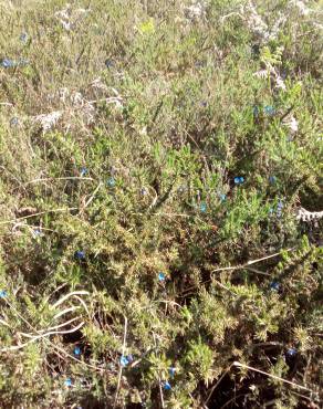 Fotografia 17 da espécie Glandora prostrata subesp. lusitanica no Jardim Botânico UTAD