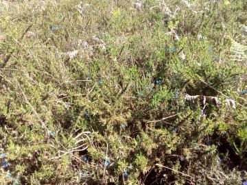 Fotografia da espécie Glandora prostrata subesp. lusitanica