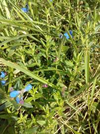 Fotografia da espécie Glandora prostrata subesp. lusitanica