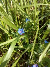 Fotografia da espécie Glandora prostrata subesp. lusitanica