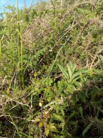 Fotografia da espécie Glandora prostrata subesp. lusitanica