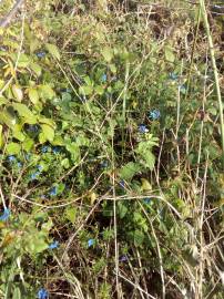 Fotografia da espécie Glandora prostrata subesp. lusitanica