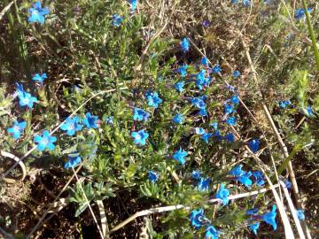 Fotografia da espécie Glandora prostrata subesp. lusitanica