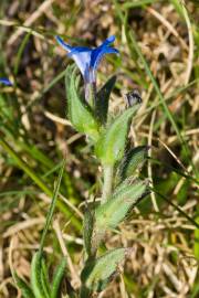 Fotografia da espécie Glandora prostrata subesp. lusitanica