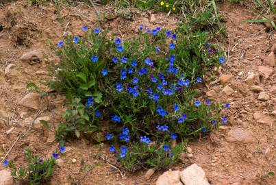 Fotografia da espécie Glandora prostrata subesp. lusitanica