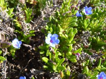 Fotografia da espécie Glandora prostrata