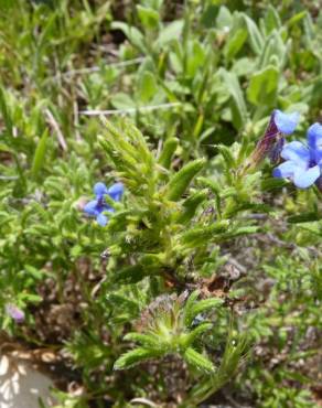 Fotografia 3 da espécie Glandora prostrata no Jardim Botânico UTAD