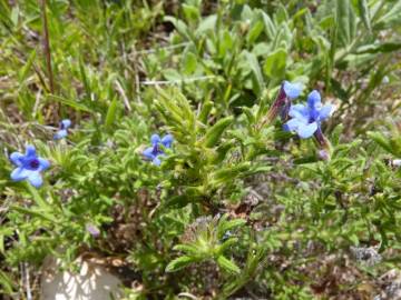 Fotografia da espécie Glandora prostrata