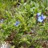 Fotografia 3 da espécie Glandora prostrata do Jardim Botânico UTAD