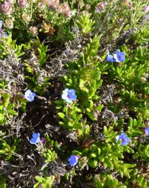 Fotografia 4 da espécie Glandora prostrata no Jardim Botânico UTAD