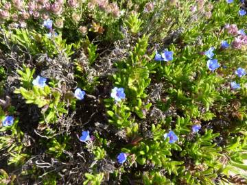 Fotografia da espécie Glandora prostrata