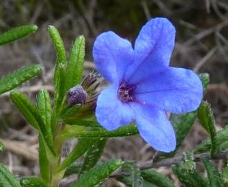 Fotografia da espécie Glandora prostrata