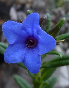 Fotografia 7 da espécie Glandora prostrata no Jardim Botânico UTAD