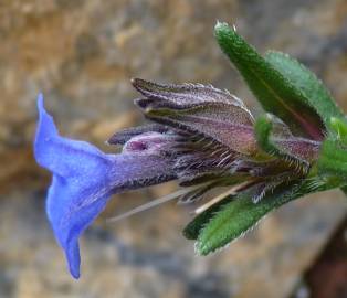 Fotografia da espécie Glandora prostrata