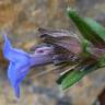 Fotografia 8 da espécie Glandora prostrata do Jardim Botânico UTAD