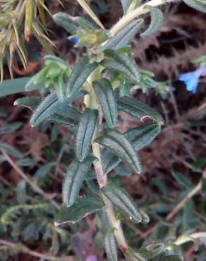 Fotografia 9 da espécie Glandora prostrata no Jardim Botânico UTAD