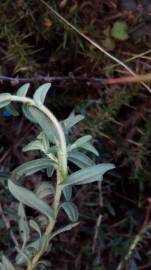 Fotografia da espécie Glandora prostrata