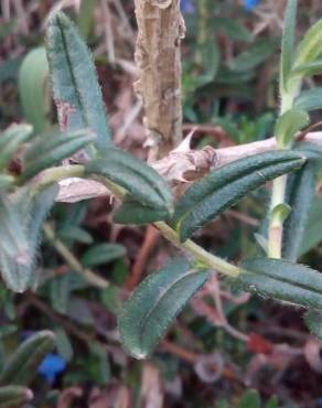 Fotografia 15 da espécie Glandora prostrata no Jardim Botânico UTAD