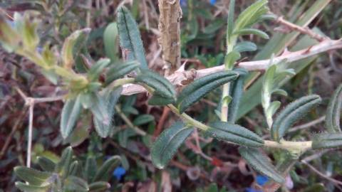 Fotografia da espécie Glandora prostrata