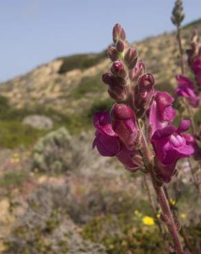 Fotografia 9 da espécie Antirrhinum majus no Jardim Botânico UTAD