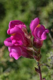 Fotografia da espécie Antirrhinum majus