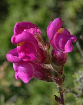 Fotografia 11 da espécie Antirrhinum majus no Jardim Botânico UTAD