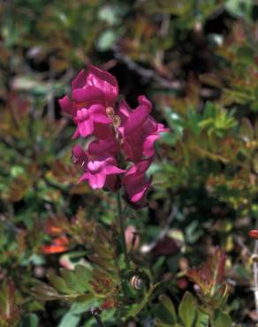 Fotografia 12 da espécie Antirrhinum majus no Jardim Botânico UTAD