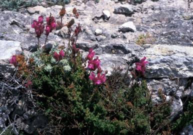 Fotografia da espécie Antirrhinum majus