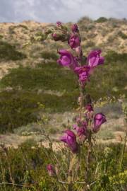 Fotografia da espécie Antirrhinum majus