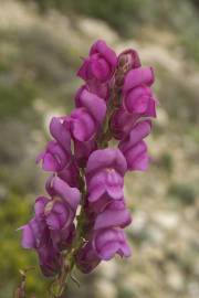 Fotografia da espécie Antirrhinum majus