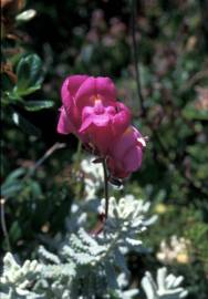 Fotografia da espécie Antirrhinum majus