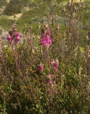 Fotografia 19 da espécie Antirrhinum majus no Jardim Botânico UTAD