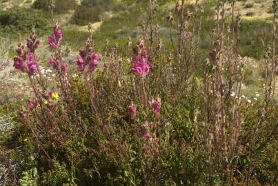 Fotografia da espécie Antirrhinum majus