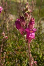 Fotografia da espécie Antirrhinum majus