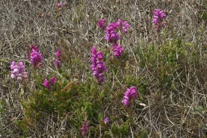 Fotografia da espécie Antirrhinum majus