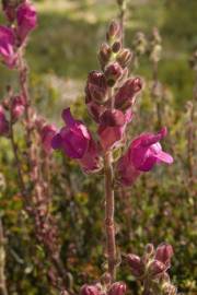 Fotografia da espécie Antirrhinum majus