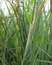 Fotografia da espécie Carex hispida