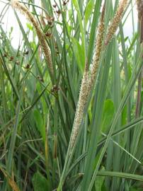 Fotografia da espécie Carex hispida