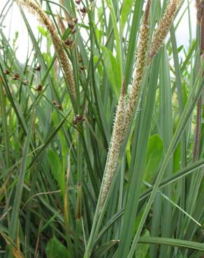 Fotografia 1 da espécie Carex hispida no Jardim Botânico UTAD