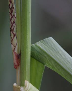 Fotografia 2 da espécie Carex hispida no Jardim Botânico UTAD