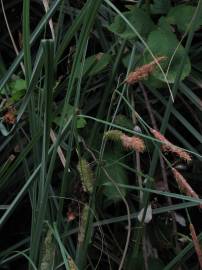 Fotografia da espécie Carex hispida